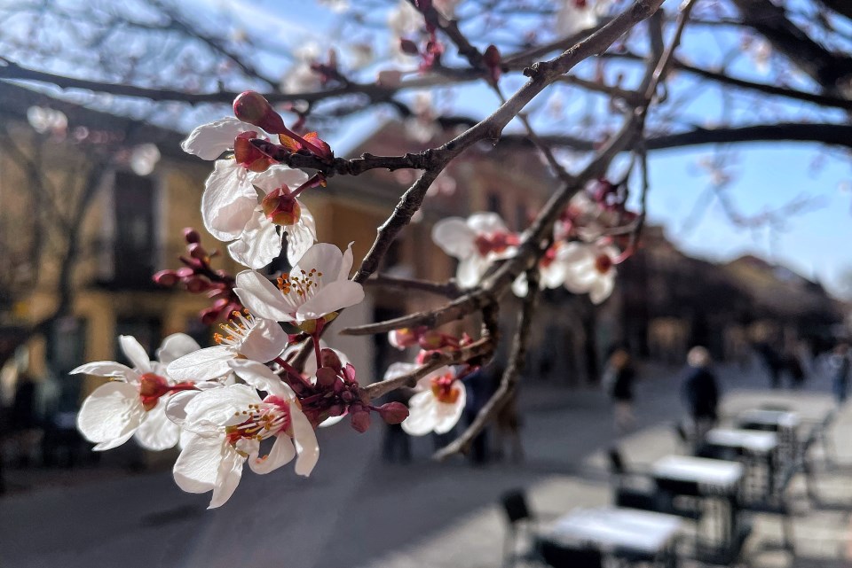 La primer flor del prunus en la Calle Libreros